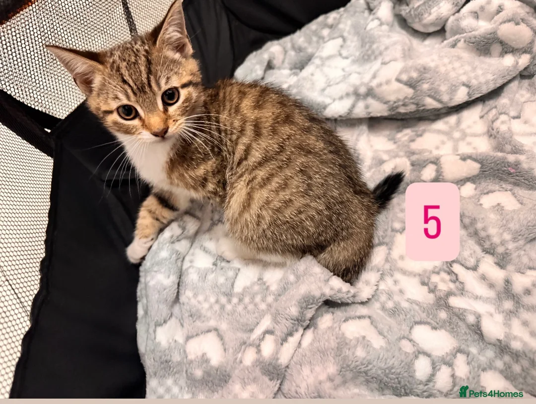 Mixed Breed cats for sale: Tabby Kittens available  - Advert 15