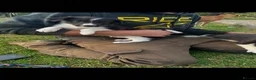 Lurcher dogs for sale: Lurcher puppies  - Advert 10