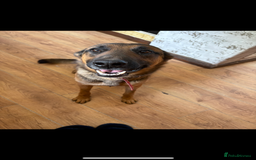 Mixed Breed dogs for sale: Siberian husky cross belgian malinois - Image 34