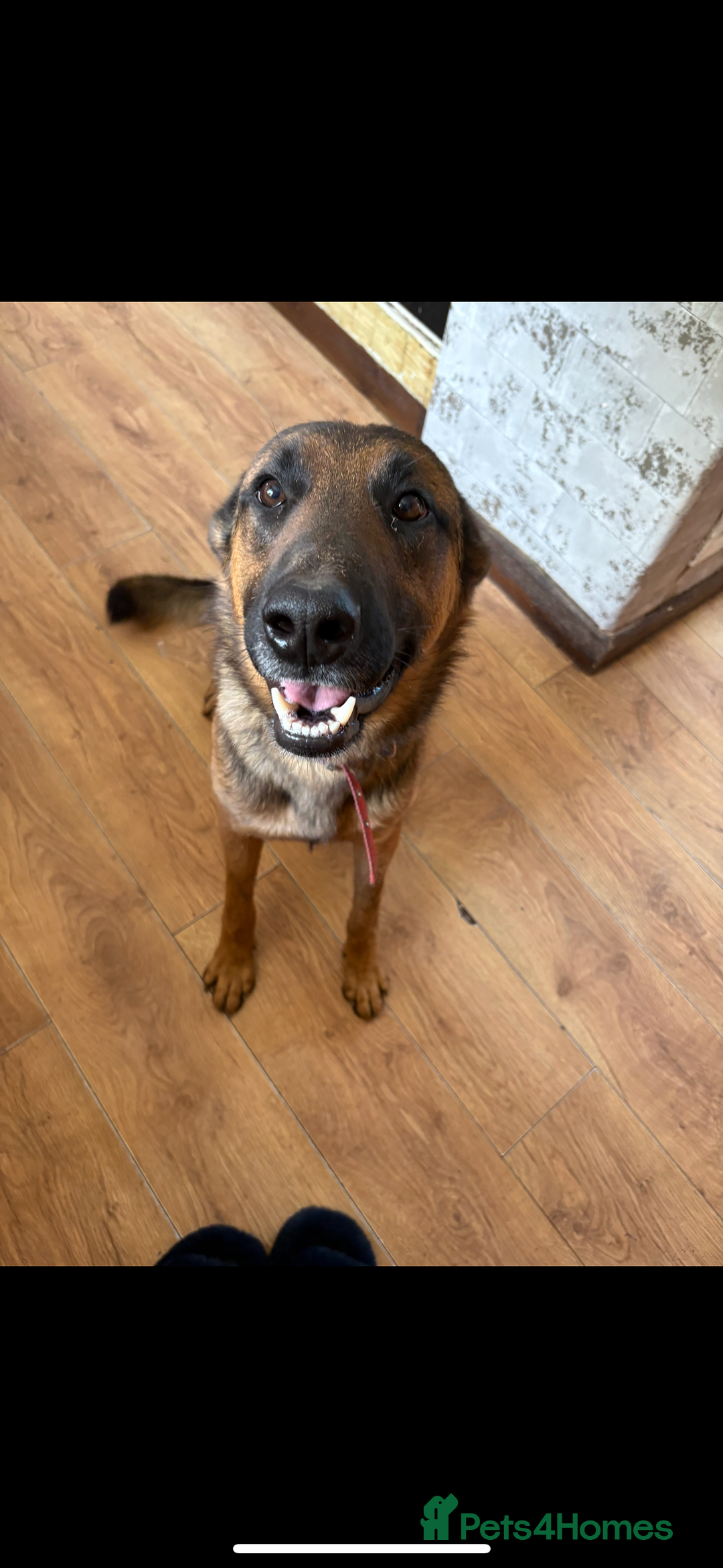 Mixed Breed dogs for sale: Siberian husky cross belgian malinois - Image 34