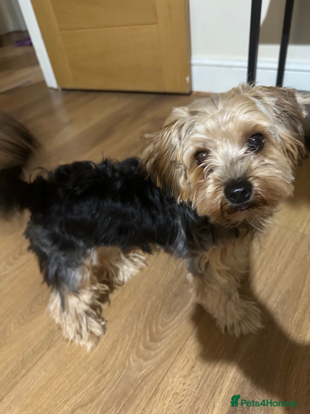 Yorkshire Terrier dogs for sale: Beautiful Yorkshire Terrier Puppy for Sale - Image 1