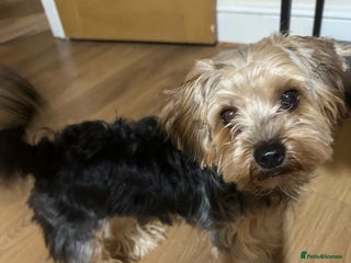 Yorkshire Terrier dogs - Advert 24