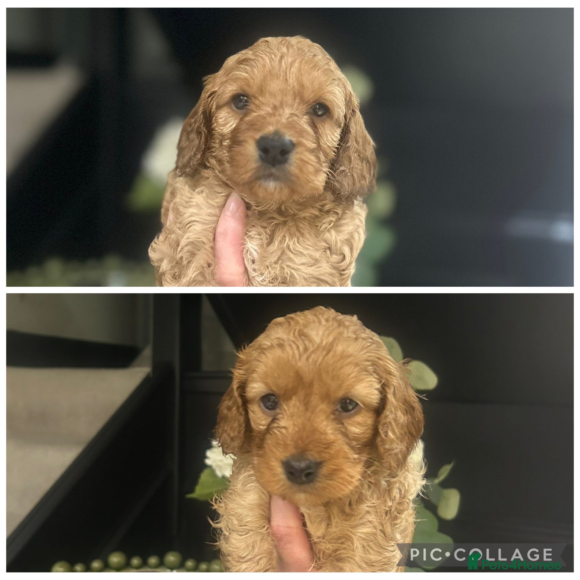 Cockapoo dogs Fully DNA health tested pups  - Advert 17