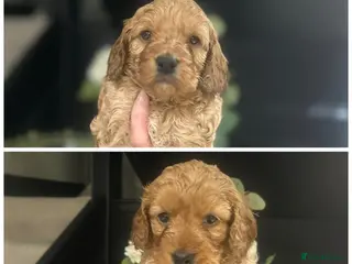 Cockapoo dogs Fully DNA health tested pups - Advert 17