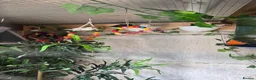 Mixed Breed birds for sale: Mixed birds for sale  in Worksop - Advert 1