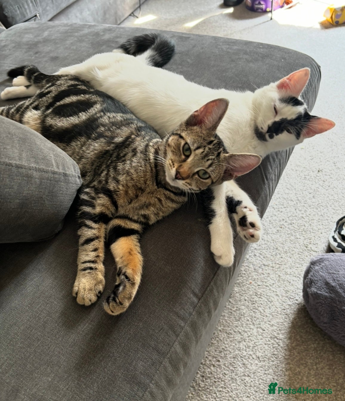 Domestic Shorthair cats Meet Lara & Tiger 🐾 - Advert 12