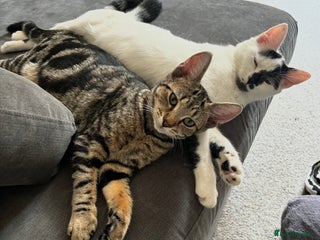 Domestic Shorthair cats for sale - Advert 1