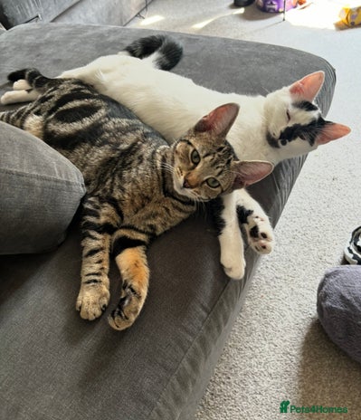 Domestic Shorthair cats - Advert 2