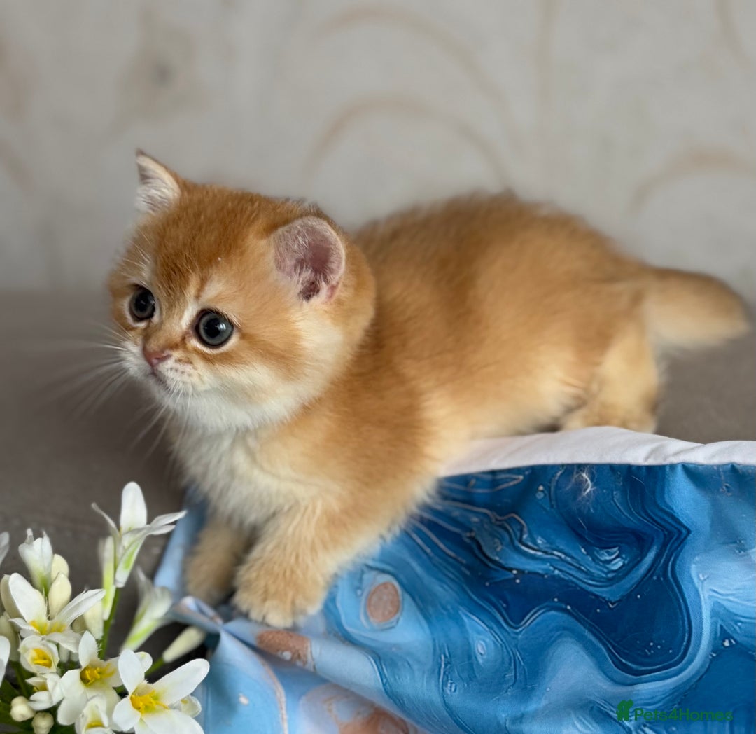 British Shorthair cats for sale: 🌟 Last two beautiful  Golden BSH girls 🌟 - Advert 13