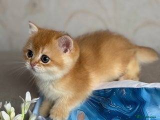 British Shorthair cats 🌟Amazing 4 BSH Golden kittens🌟 - Advert 6