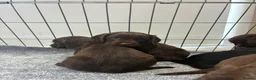 Cocker Spaniel dogs for sale: DNA tested cocker spaniels - Advert 6