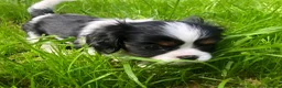 Cavalier King Charles Spaniel dogs for sale: Cavalier King Charles puppies  in Warrington - Advert 17