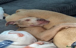 Mixed Breed dogs for sale: Cane corso x presa canario  - Image 1
