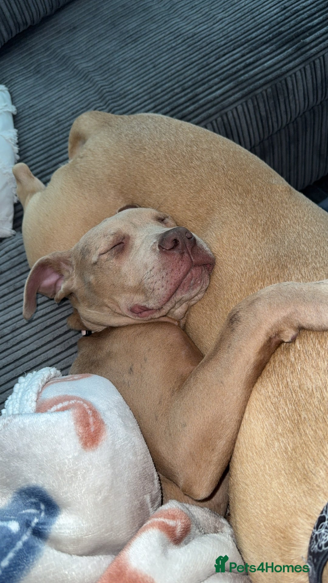 Mixed Breed dogs for sale: Cane corso x presa canario  - Image 1