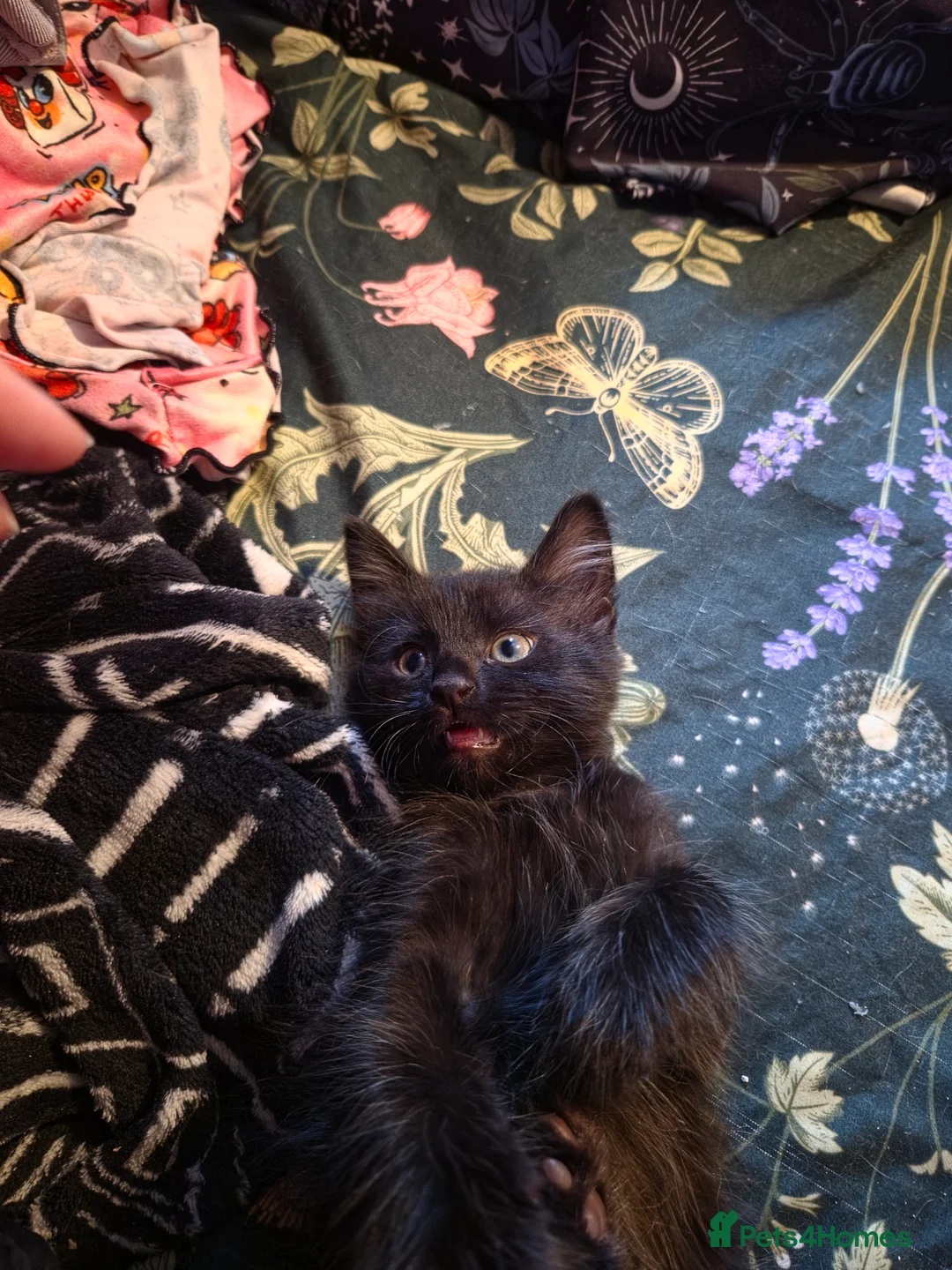 Mixed Breed cats for sale: Kittens looking for great homes - Advert 17