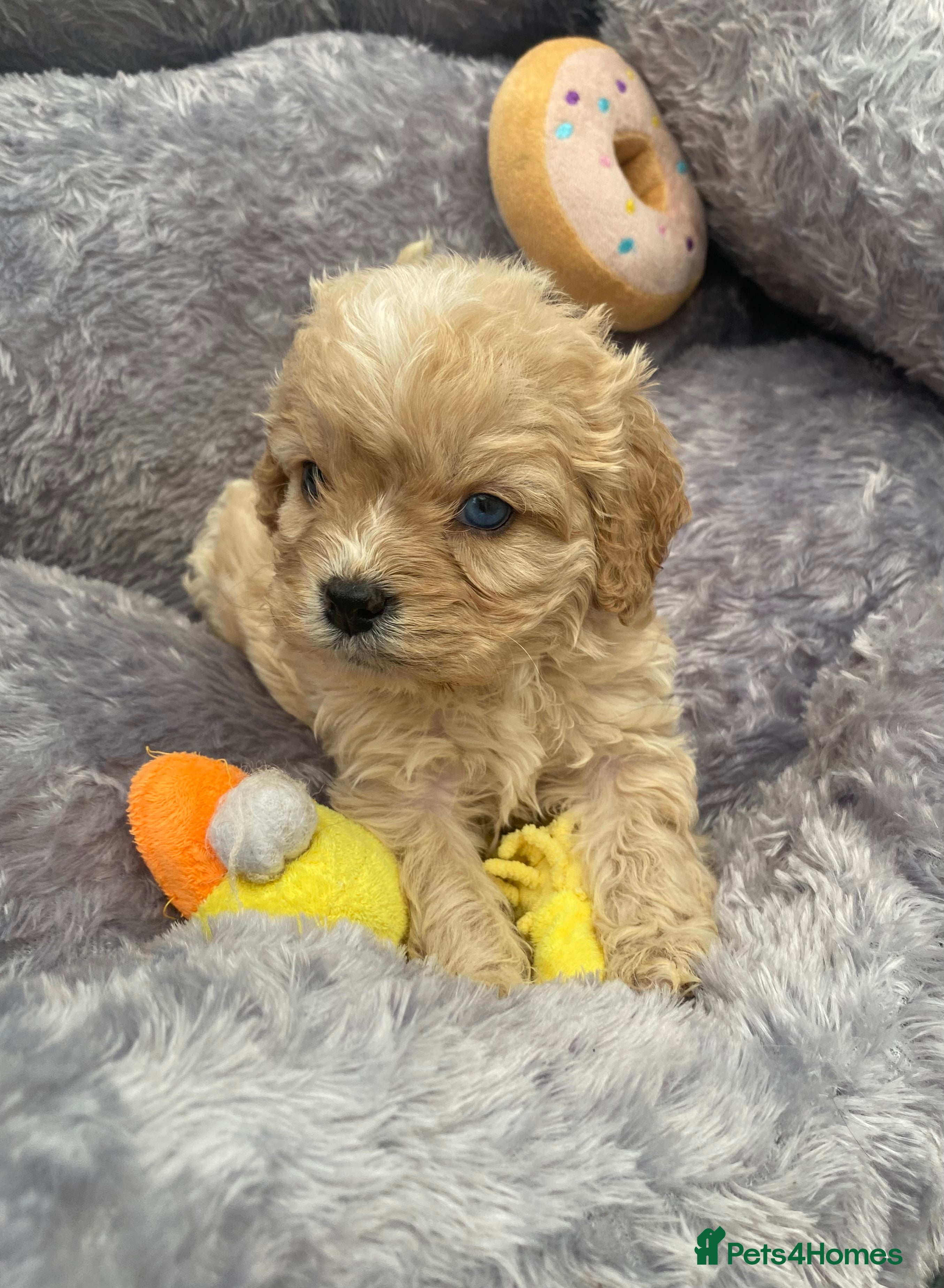 Cavapoo dogs Extensively Health tested F1 Toy Cavapoo puppies - Advert 12