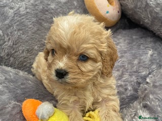 Cavapoo dogs Extensively Health tested F1 Toy Cavapoo puppies - Advert 11