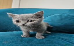 British Shorthair cats for sale: Beautiful British Shorthair in Bromley - Image 12