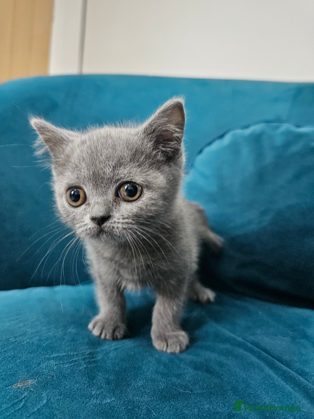 British Shorthair cats for sale: Beautiful British Shorthair in Bromley - Image 12