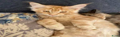 Nibbler 