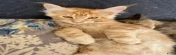 Maine Coon cats for sale: Beautiful Main Coon Kittens Ready - Advert 21