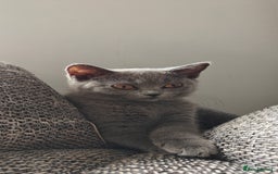 British Shorthair cats for sale: British shorthair blue / lilac kittens  - Image 32
