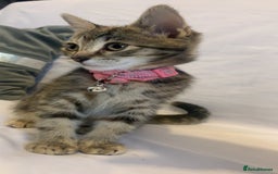 Mixed Breed cats for sale: Jelly bean looking for her forever home 🏡 🫘 🥰 - Image 6
