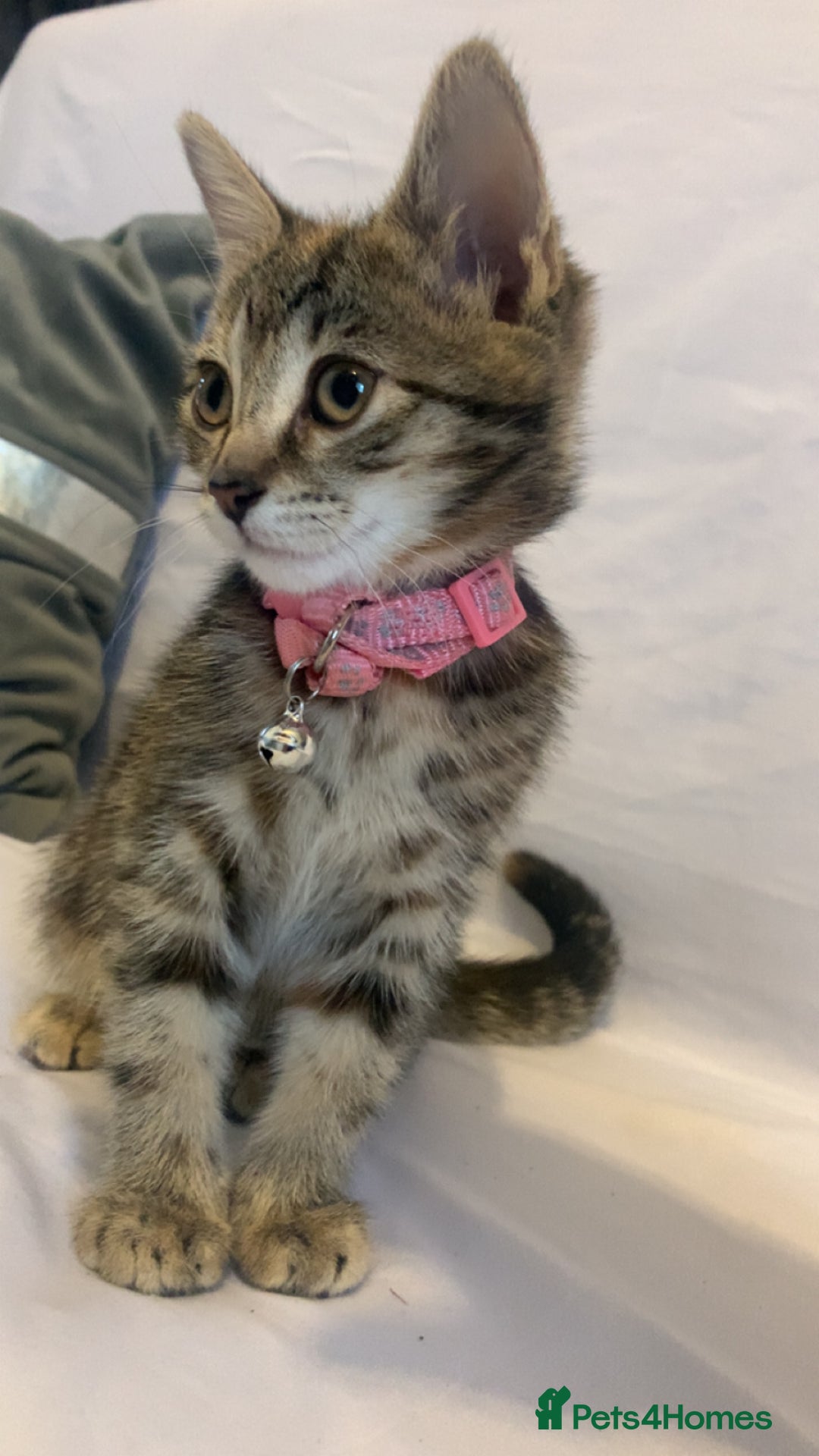 Mixed Breed cats for sale: Jelly bean looking for her forever home 🏡 🫘 🥰 - Image 6