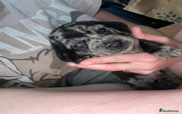 Dachshund dogs for sale: Beautiful Merle Dachshund Puppies - Image 8