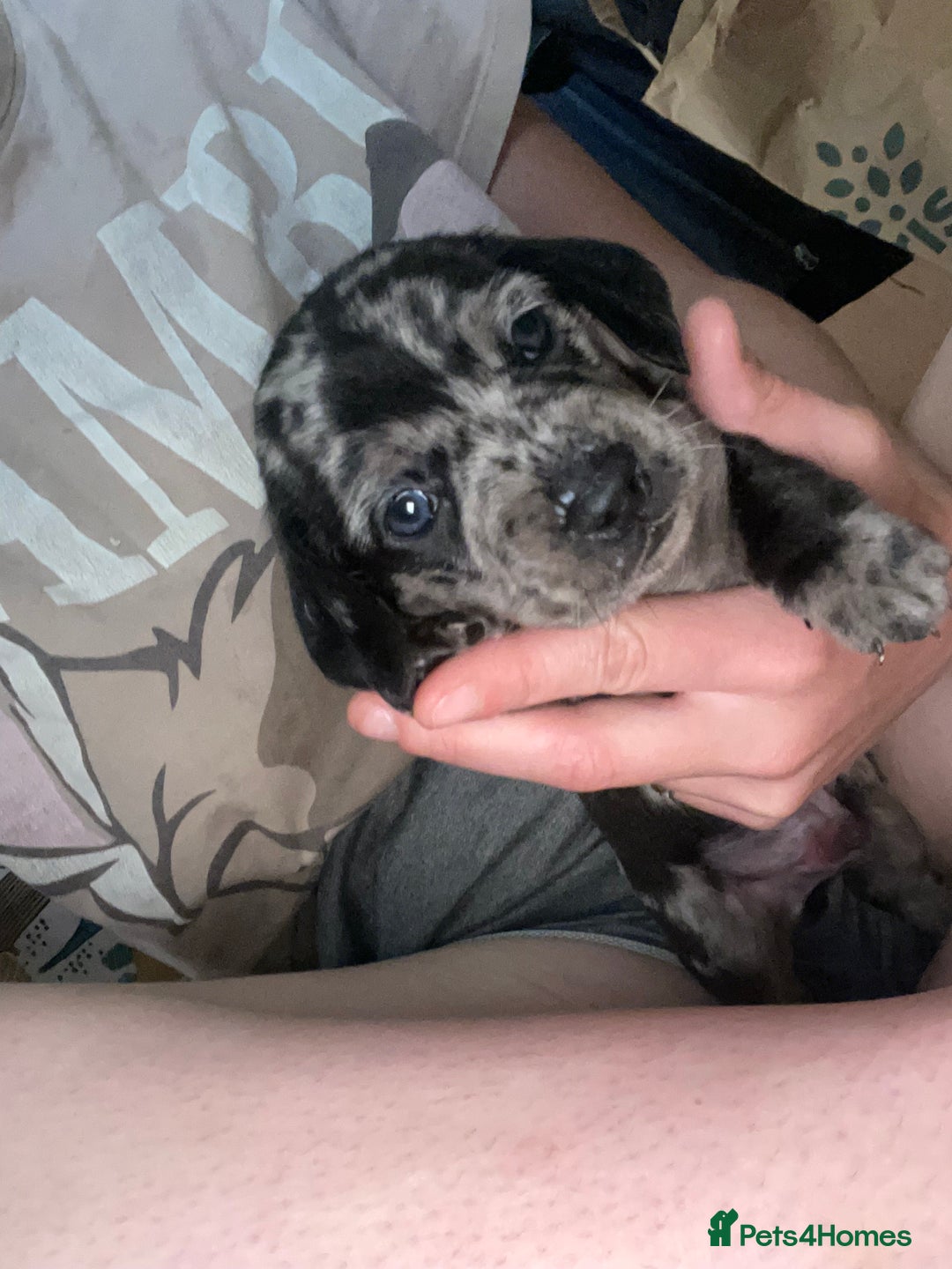 Dachshund dogs for sale: Beautiful Merle Dachshund Puppies - Image 8