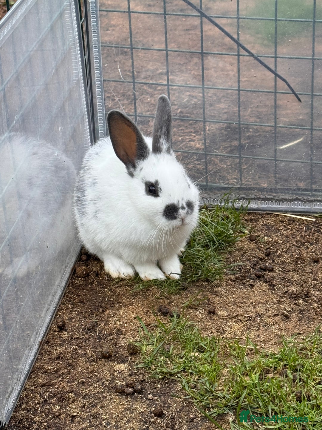 Mixed Breed rabbits for sale: mixed breed baby bunnies  - Image 9