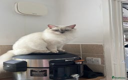 Ragdoll cats for sale: 💔 Rehoming Active Ragdoll Queens TICA Registered - Image 9