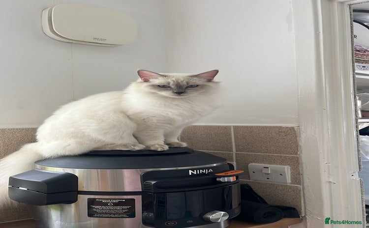 Ragdoll cats - Advert 14