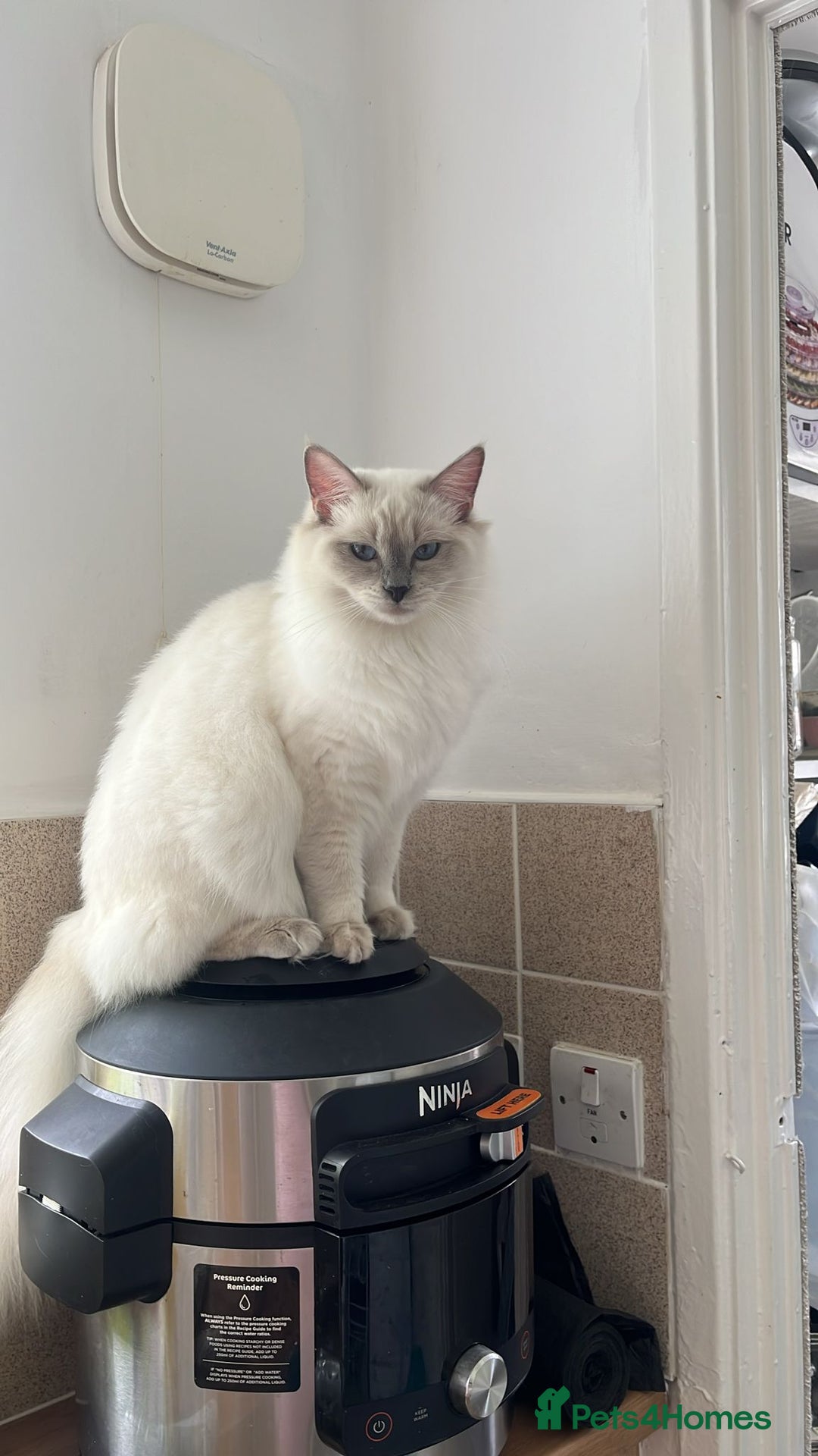Ragdoll cats for sale: 💔 Rehoming Active Ragdoll Queens TICA Registered - Image 9