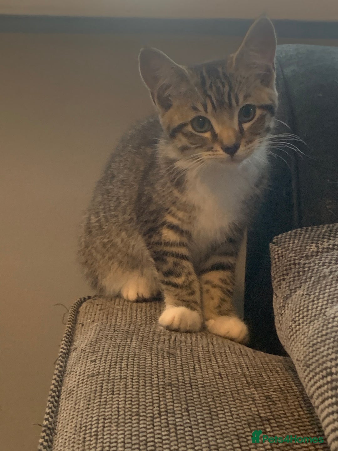 Mixed Breed cats for sale: Beautiful kittens  - Image 2