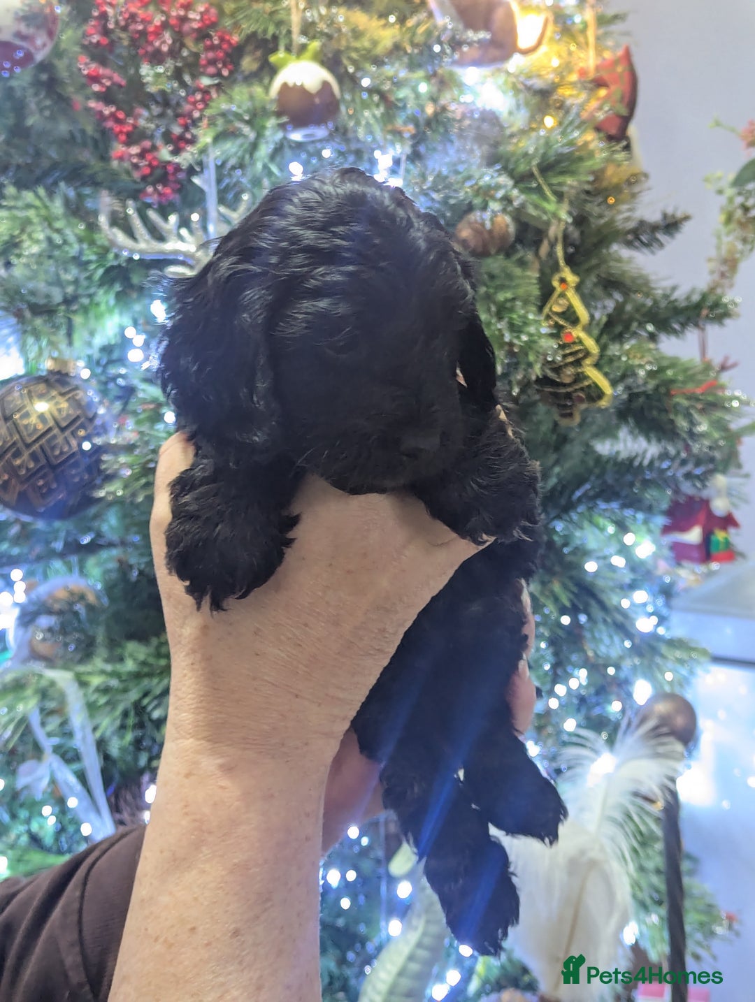 Cockapoo dogs for sale: Stunning F1 cockapoos pups. - Advert 4