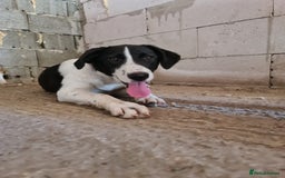 Mixed Breed dogs for adoption: NALA, a Lovely Girl - for a Loving Home - Image 8