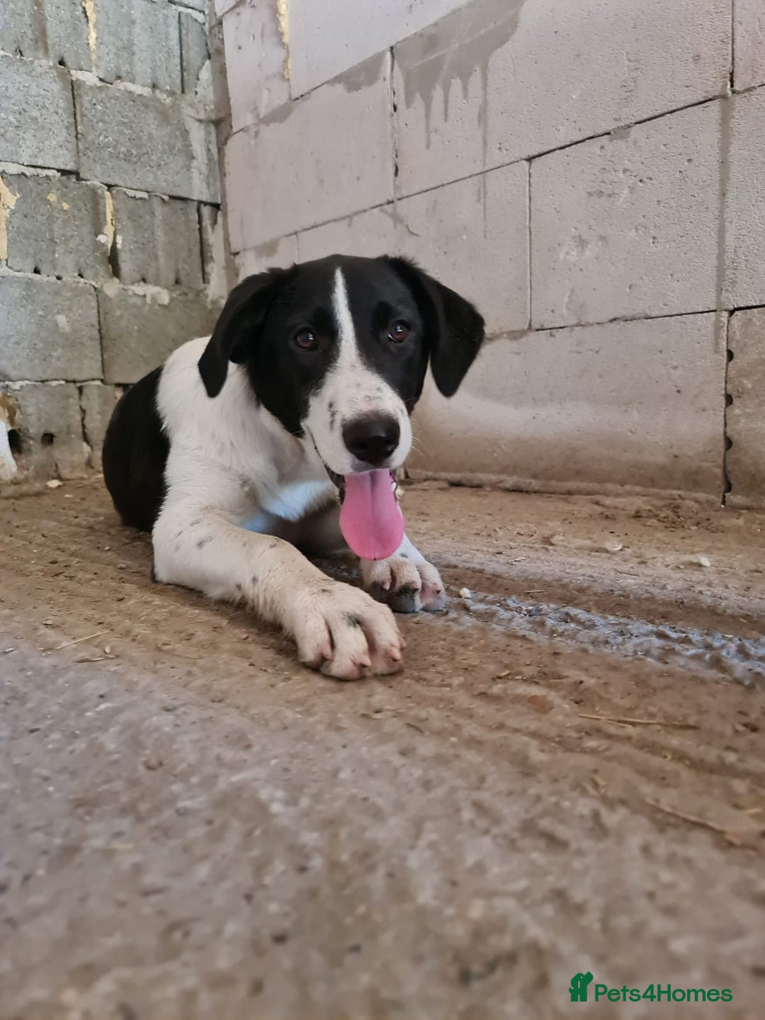 Mixed Breed dogs for adoption: NALA, a Lovely Girl - for a Loving Home - Image 8