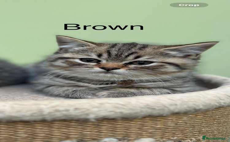 Scottish Fold cats - Advert 3