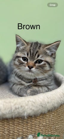 Scottish Fold cats - Advert 1