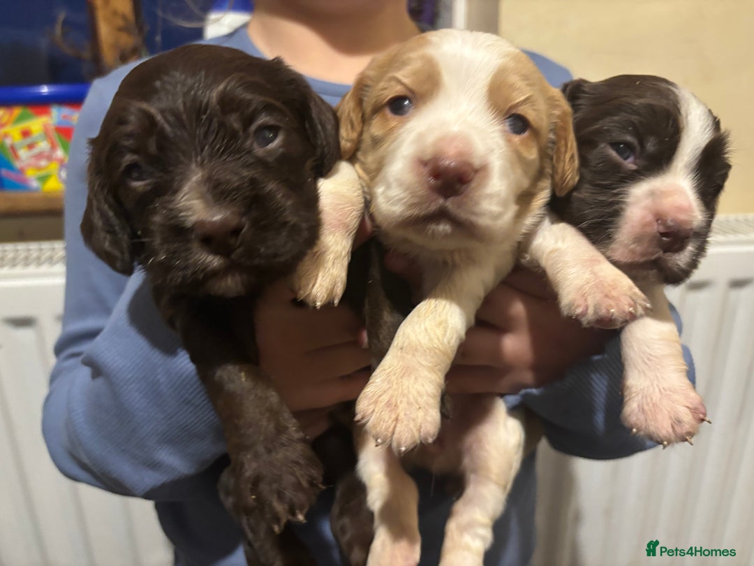 Cocker Spaniel dogs for sale: lovely cocker spaniel pups  - Advert 2