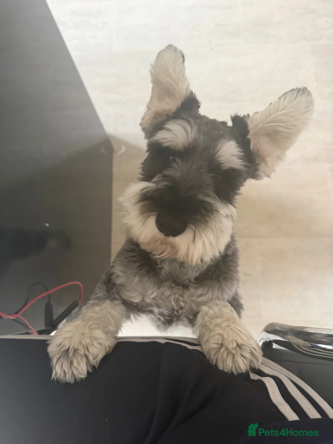 Miniature Schnauzer dogs for stud: Miniature schnauzer for stud - Advert 2