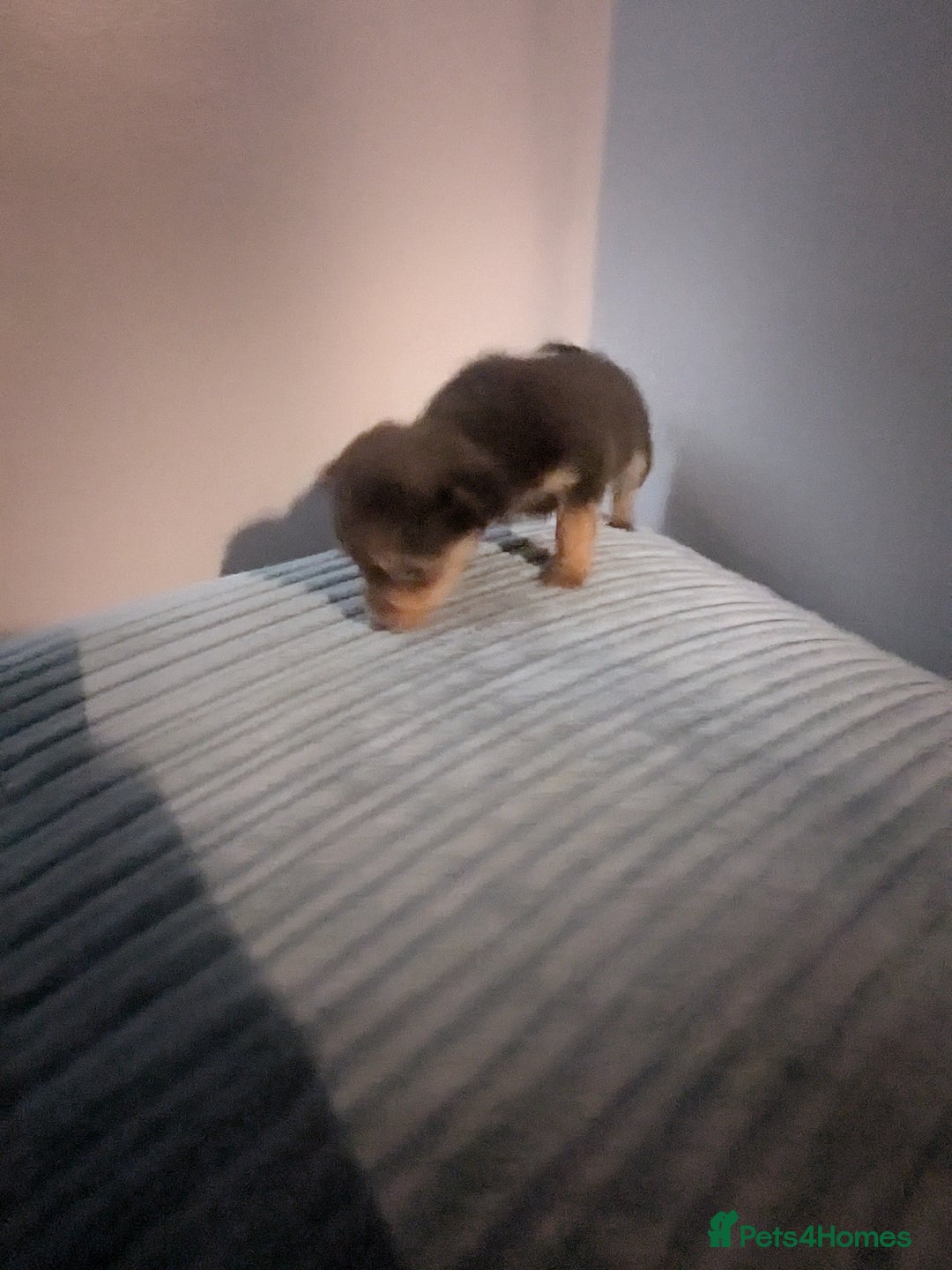 Mixed Breed dogs for sale: Adorable puppies ready 11/10 - Image 10