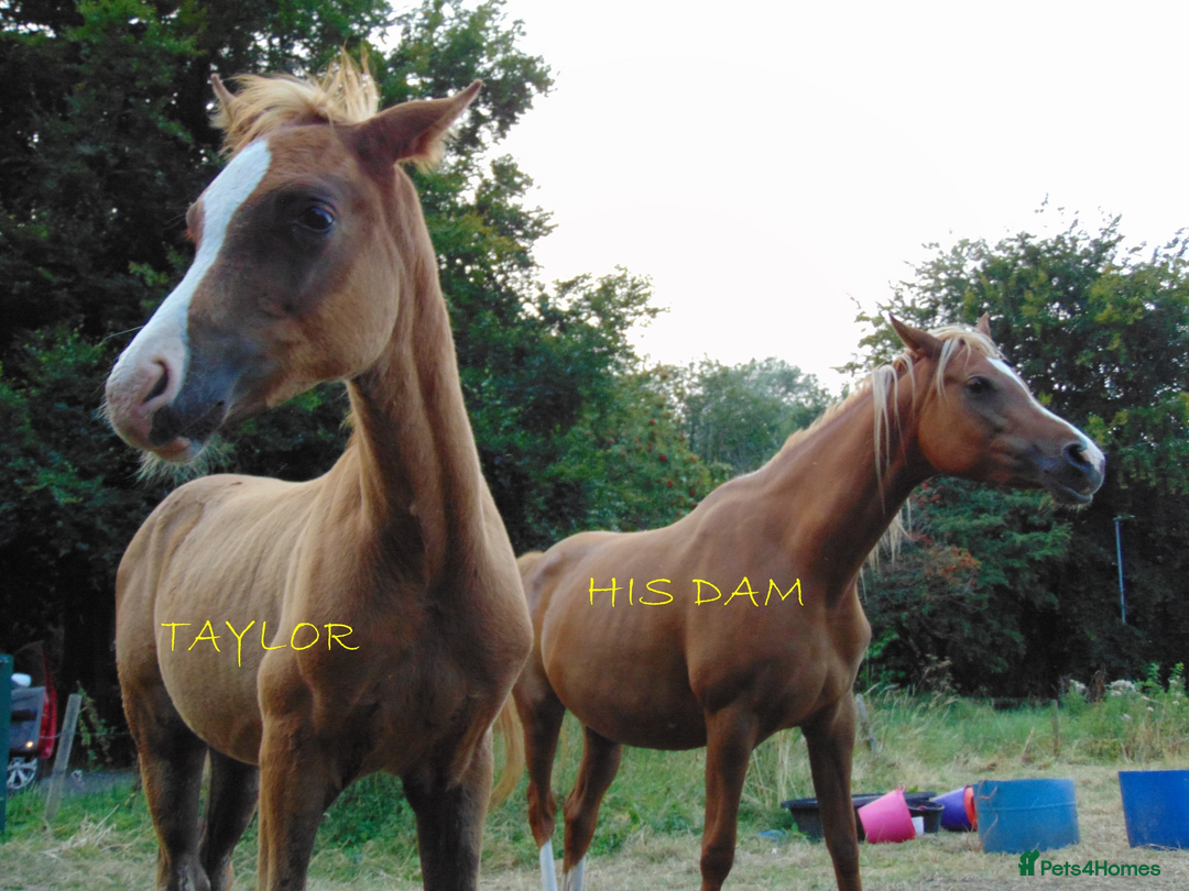 Arabian horse horses for sale: ARABIAN pb Colt Yearling in Stoke-on-Trent - Image 9
