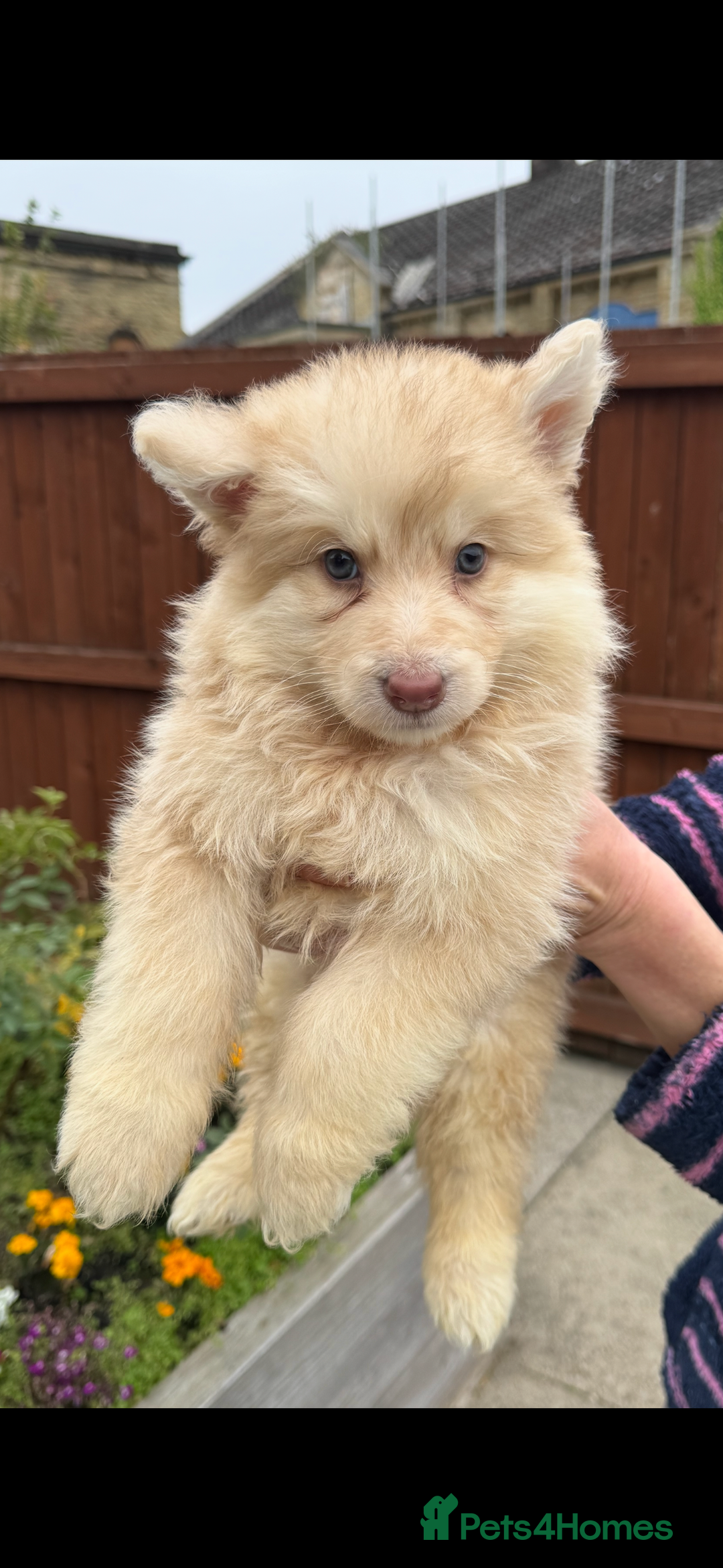 German Shepherd dogs for sale: Beautiful mixed coloured heath tested German sheps - Image 15