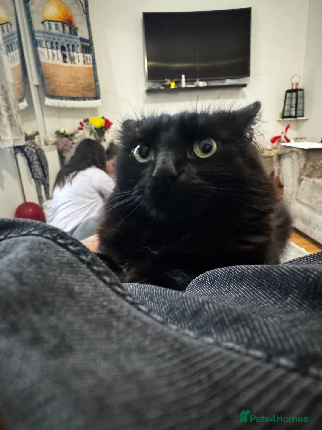 Mixed Breed cats for sale: Adorable black female cat for adoption  in Manchester - Advert 2