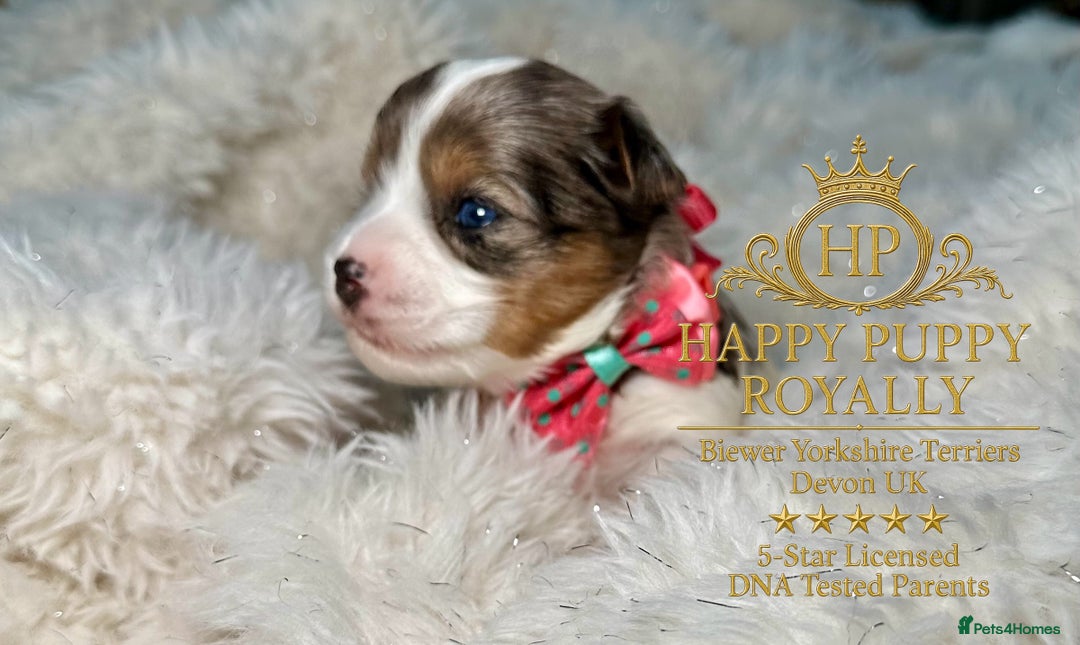 Yorkshire Terrier dogs for sale: BIEWER YORKIE PUPPIES 4 Available Licensed Breeder - Advert 14