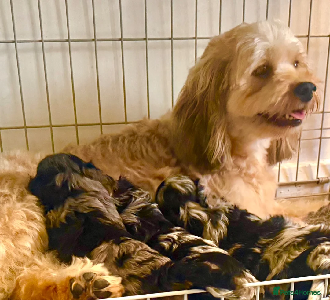 Cavapoo dogs for sale: Cottage Cavapoo puppies 5* Council reg’d  - Advert 1