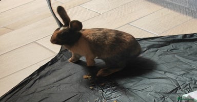 Harlequin rabbits - Advert 3