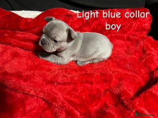 French Bulldog dogs Pure breed french bulldog - Advert 3